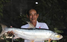 Tìm lại loài cá ‘ma’ khổng lồ trên sông Mekong