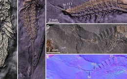 Phát hiện sinh vật lạ hóa thành vàng sau 450 triệu năm