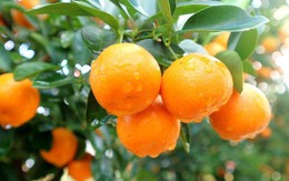 Những lợi ích tuyệt vời của quả quất chưng ngày Tết