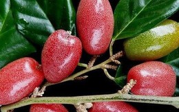 5 món ăn bài thuốc phòng bệnh mùa Xuân