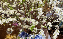 Chiêm ngưỡng những ‘cành củi khô’ bung nở hoa trắng xóa, mang bình an, may mắn cho gia chủ trong năm mới