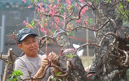 'Hái ra tiền' từ dịch vụ hồi sinh đào sau Tết