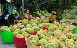 Là quà biếu Tết đắt hàng ở Trung Quốc, giá sầu riêng Việt có quả vọt lên 1 triệu