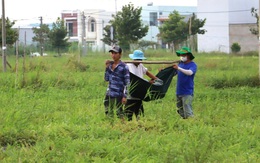 Tuyệt chiêu vận chuyển dưa hấu Tết bằng võng