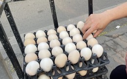 Trứng gà rớt giá thảm chỉ còn 1.500 đồng/quả, nông dân lỗ 1,5 triệu đồng/ngày