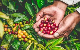 Giá cà phê hôm nay 6/3: Vượt mốc 86.000 đồng/kg, nông dân lãi đậm hơn 200 triệu đồng/ha cà phê