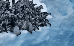 Hàng trăm chú chim cánh cụt nhảy từ vách băng cao 15m, cảnh tượng chưa từng có được ghi lại khiến nhiều người đau lòng