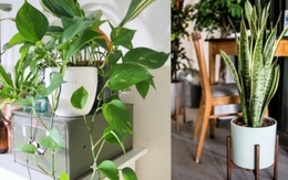 Người thông minh bí mật trồng 6 cây cảnh trong nhà: Vừa gia tăng vận khí lại biết 'nuốt' bụi bẩn, làm đẹp không gian