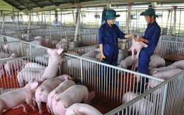 Giá thịt lợn lập đỉnh, ‘đại gia’ chăn nuôi lãi khủng