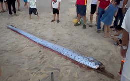 Xác cá mái chèo dài hơn 4m dạt vào bờ biển Thừa Thiên Huế