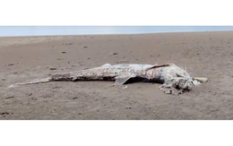 Đi dạo bãi biển tìm thấy 'quái ngư' dài 4,5 m trôi dạt, chuyên gia kiểm tra phát hiện sự thật gây sốc