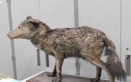 Trưng bày mẫu vật mới về loài sói Nhật Bản đã tuyệt chủng