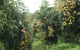 Hiếm hoi vườn vải thiều trĩu quả trong năm Bắc Giang mất mùa
