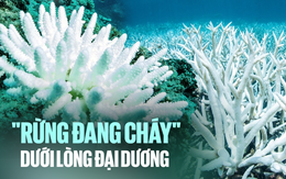 Đại dương đang xảy ra hiện tượng 'cháy rừng dưới nước': 'Nhân loại đang bị đe dọa mà chưa chắc chúng ta đã thực sự hiểu được'