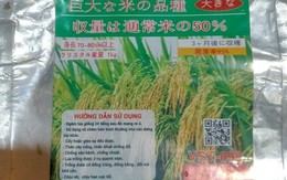 'Khóc ngất' vì nhiều hộ dân ở Bắc Kạn mua giống lúa trên mạng xã hội về trồng không trổ bông