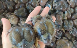 Loại ếch hình thù kỳ dị, hiếm có, giá 300 nghìn mỗi kg gây sốt