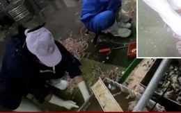 Ghê rợn cảnh làm lòng vịt, ngỗng phục vụ cửa hàng lẩu ở Trung Quốc