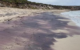 Ngọc hồng lựu tràn bờ biển Úc: Tín hiệu từ "thế giới đã mất"