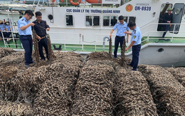 Ngăn chặn 63 tấn hàu giống không rõ xuất xứ vào Việt Nam