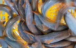Loại cá đặc sản miền Tây rớt giá, dân rao bán chỉ từ 300.000 đồng/kg