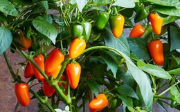 Mách bạn một mẹo nhỏ để trồng ớt quả sai trĩu cành