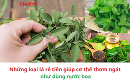 Những loại lá rẻ tiền giúp cơ thể thơm ngát như dùng nước hoa