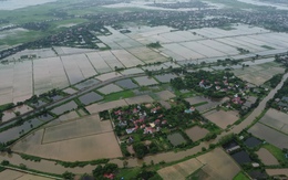 Loạt ruộng lúa ở Nam Định ngập trong nước dài ngày