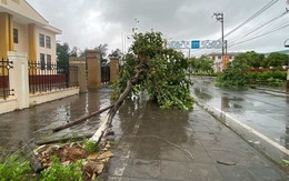 Bão số 2 suy yếu thành áp thấp nhiệt đới, Quảng Ninh - Hải Phòng mưa lớn, nhiều cây xanh gãy đổ
