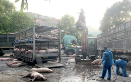 Kinh hoàng 7,2 tấn lợn nhiễm dịch tả châu Phi 'suýt' được thương lái Hà Nội tiêu thụ thành công