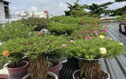 Độc đáo bonsai hoa mười giờ có giá lên tới cả triệu đồng