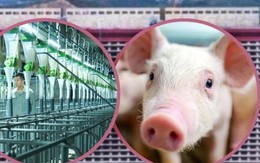 Cuộc sống 'quý tộc' của hơn 1 triệu con lợn trong 2 tòa nhà 26 tầng ở Trung Quốc