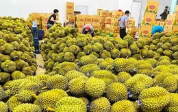 ‘Vua trái cây Việt’ thu về hơn 1 tỷ USD chỉ trong 2 tháng
