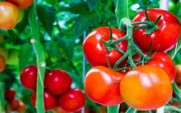 "Tại sao cà chua ngày nay 'cứng' và có thể bảo quản vài tuần mà không hỏng?": Đây là câu trả lời cho bạn