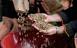 Việt Nam 'trùm' 2 loại hạt: Giá tăng kinh ngạc, nông dân thu bạc tỷ