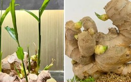 Cách trồng gừng bonsai ở văn phòng, vừa hợp trend vừa tốt cho sức khỏe