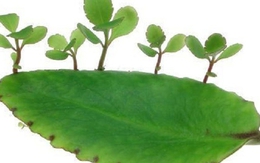 13 bài thuốc chữa bệnh từ cây sống đời