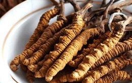 4 vị thuốc dưỡng phế nên dùng vào mùa thu