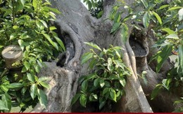 Biến cây dại thành bonsai, khách gạ đổi Toyota Camry chủ nhân vẫn lắc đầu