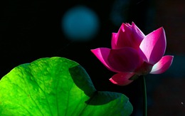 Tháng sinh Âm lịch của người càng kết hôn muộn càng nhiều phúc lộc, sự nghiệp thăng hoa