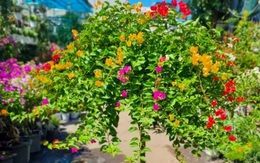 Một loại cây cảnh phong thủy trồng trước cửa nhà không chỉ đẹp, dễ trồng mà còn đuổi tà, mang tài lộc cho gia chủ