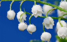 Số cuối ngày sinh Âm lịch của người giỏi giang: Giống như rượu ngon, càng để lâu càng thơm