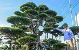 Từ 'biệt đội xe thồ' rong ruổi khắp phố đến tỷ phú cây cảnh