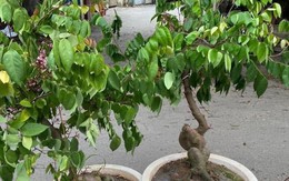 Trồng cây ăn quả này trước cửa vừa cho bóng mát vừa giúp gia chủ ‘hái lộc quanh năm’, con cái dễ thành tài