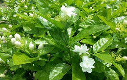 Giải nỗi oan 'lẳng lơ' cho hoa nhài và ý nghĩa tâm linh, phong thủy đặc biệt của hoa nhài