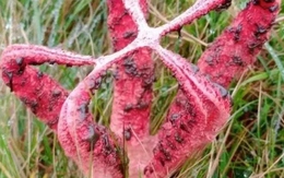 Đang đi dạo, người phụ nữ phát hiện ra thứ đáng sợ