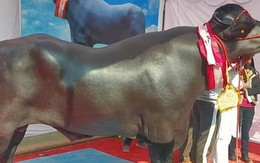 Người đàn ông sở hữu con trâu màu đen "khổng lồ", giá không dưới 65 tỷ đồng