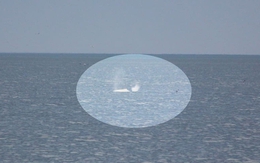 Phát hiện "thủy quái" trên biển, người dân cả vùng chấn động và đặt cùng 1 câu hỏi