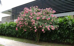 Loại cây phong thủy được cho là 'nam châm hút tiền', hầu như có mặt trong những gia đình giàu