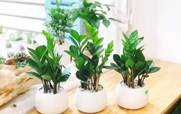 Các loại cây cảnh hợp người tuổi Dậu, giúp mang tài lộc thịnh vượng cả đời
