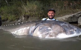 Người đàn ông câu được con cá tầm "khổng lồ" nặng hơn 250kg